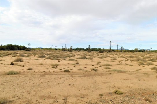 3 Hectares titrés Palmeraie - photo 1